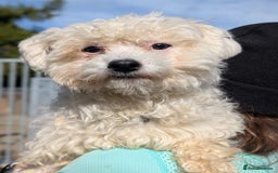 Mixed Breed dogs for adoption: Max - In Ayr Looking for a home  - Image 2