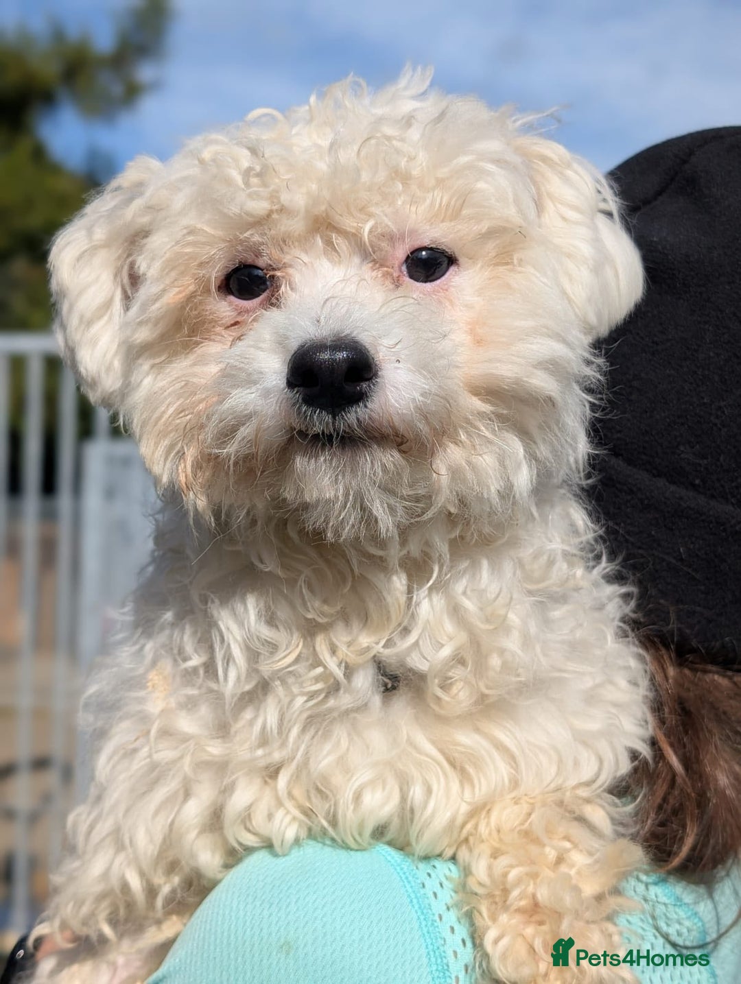 Mixed Breed dogs for adoption: Max - In Ayr Looking for a home  - Image 2