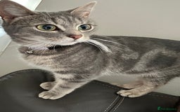 Domestic Shorthair cats for sale: Grey tabby - Advert 2