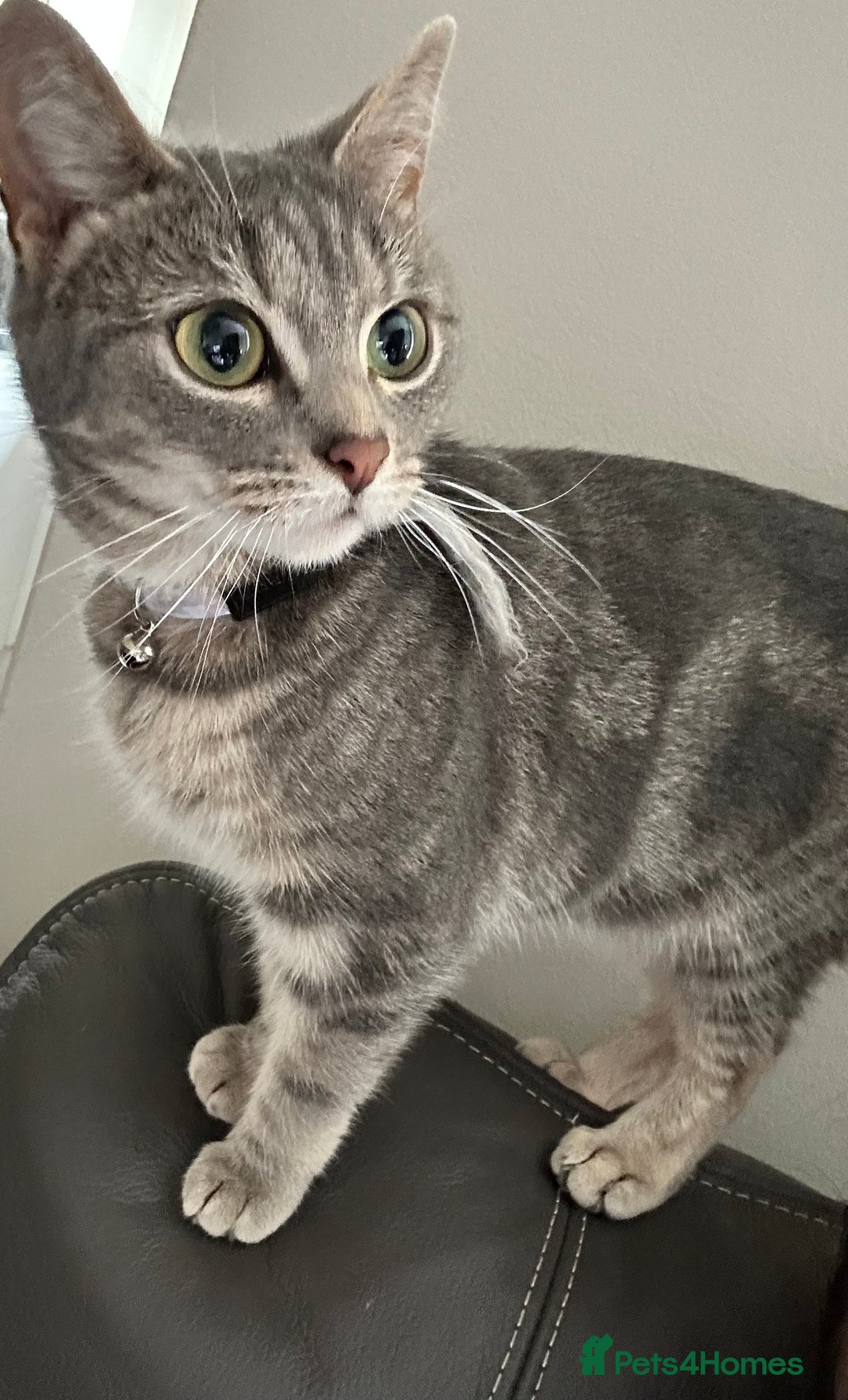 Domestic Shorthair cats for sale: Grey tabby - Advert 2