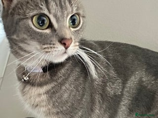 Domestic Shorthair cats Grey tabby - Advert 4