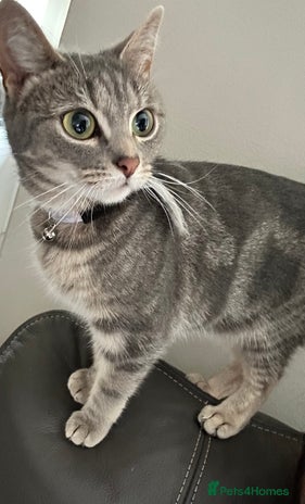 Domestic Shorthair cats Grey tabby - Advert 6