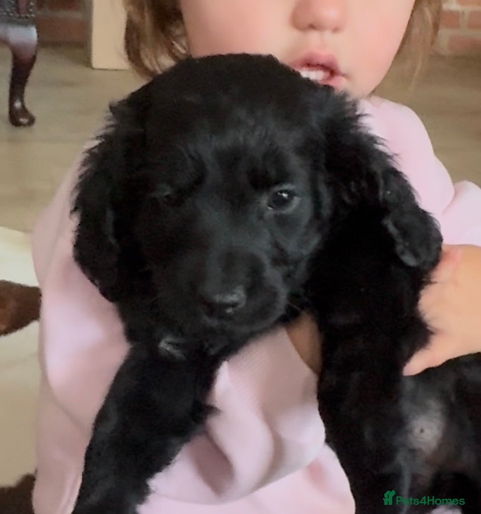 Cockapoo dogs Cockapoo puppies  - Advert 16