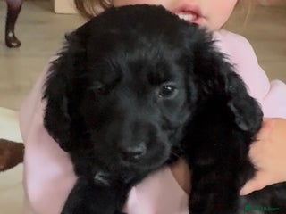 Cockapoo dogs Cockapoo puppies - Advert 2