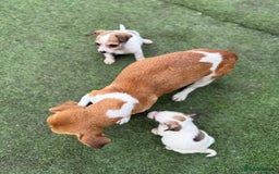 Jack Russell dogs for sale: The cutest little Jack Russel pups ❤️ - Image 26