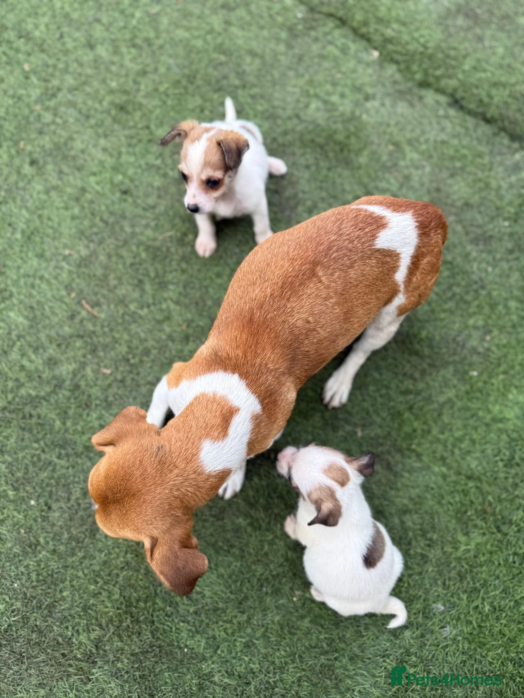 Jack Russell dogs for sale: The cutest little Jack Russel pups ❤️ - Image 26