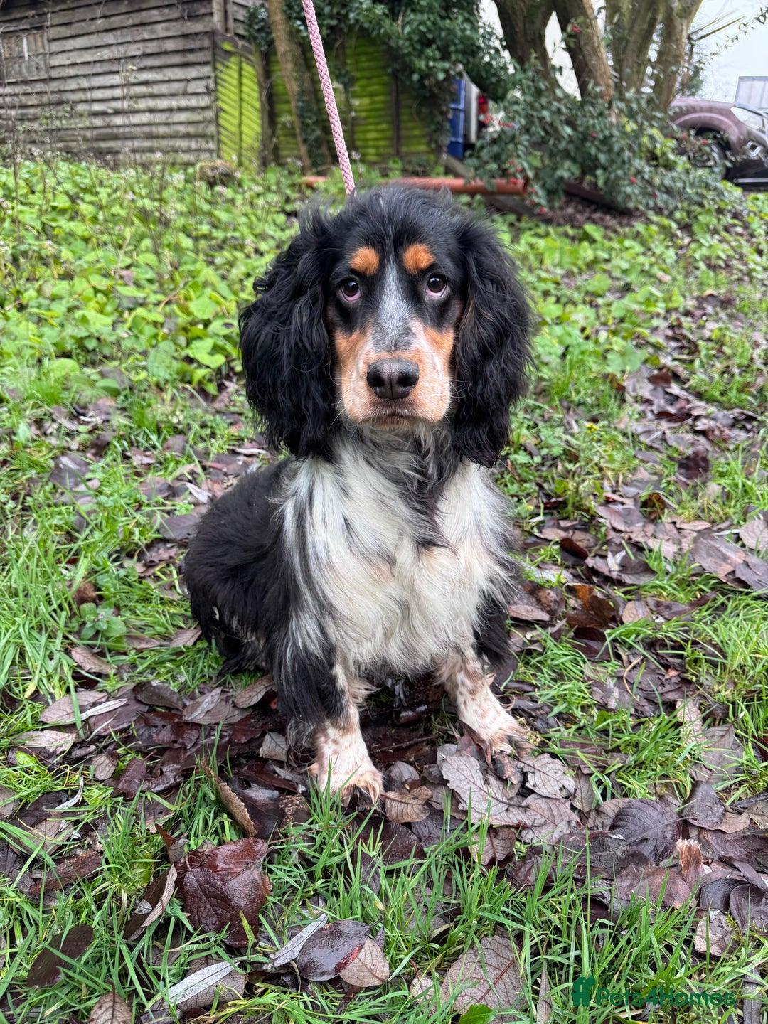 Sprocker dogs for sale: Beautiful Sprocker Boy ❤️ - Advert 4