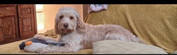 Cockapoo dogs for stud: Cooper - Advert 1