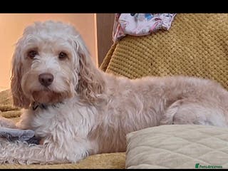 Cockapoo dogs Cooper - Advert 9