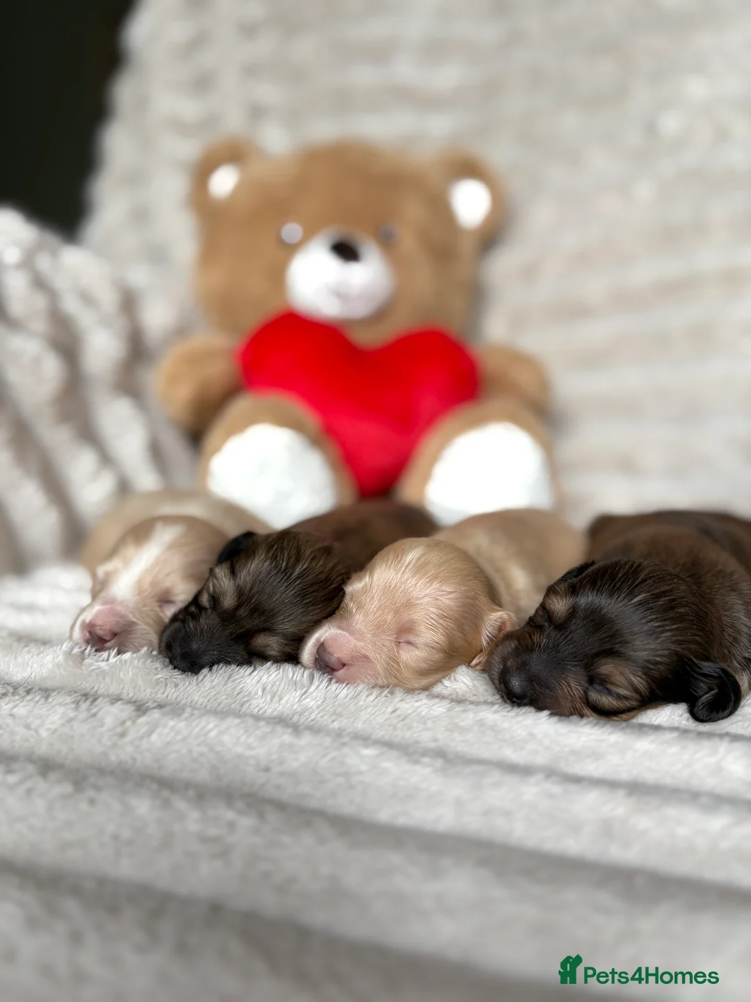 Miniature Dachshund dogs for sale: KC CREAM LONG HAIRED MINIATURE DACHSHUNDS🤍 - Advert 13