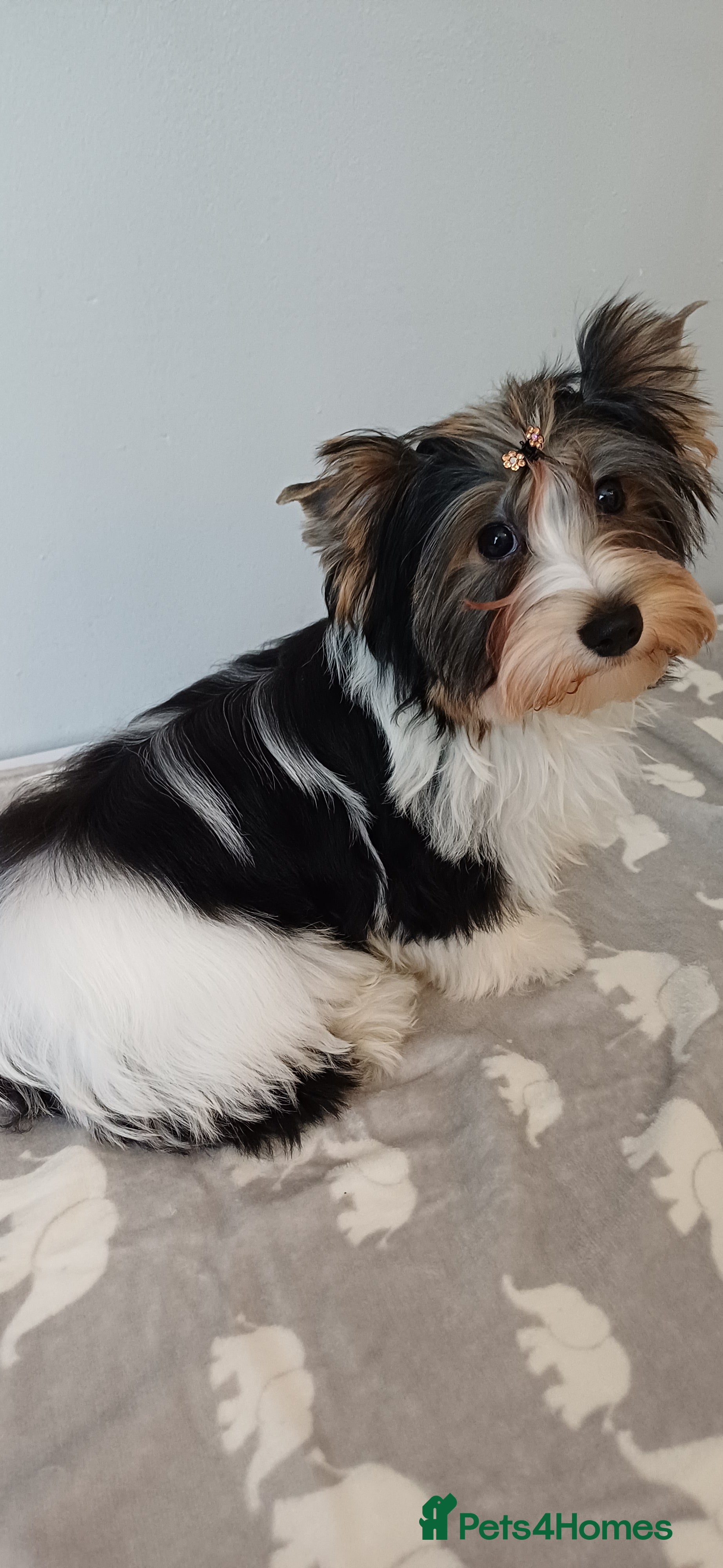 Yorkshire Terrier dogs Available 1 Boy Biewer yorkshire-terrier Pedigree  - Advert 6