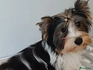 Yorkshire Terrier dogs Available 1 Boy Biewer yorkshire-terrier Pedigree - Advert 6