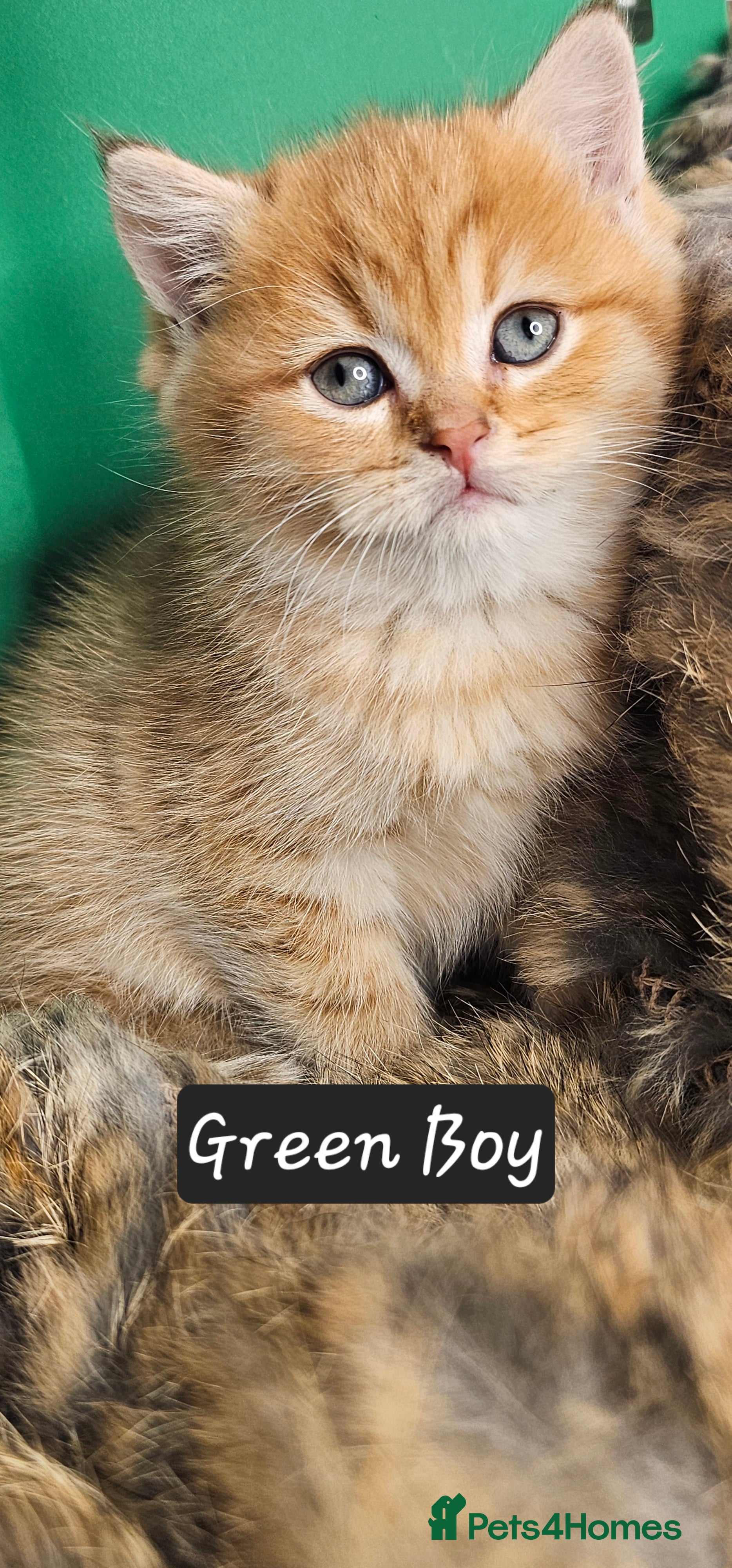 British Shorthair cats BSH GOLDEN KITTENS - Advert 12