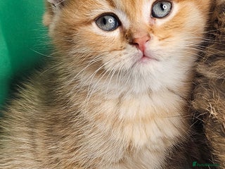 British Shorthair cats BSH GOLDEN KITTENS - Advert 12