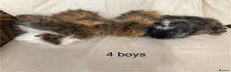 Guinea Pig rodents for sale: 5 gorgeous 🐹 Guinea pigs  - Advert 16
