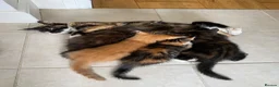 Mixed Breed cats for sale: Female kitten for sale in Norbury area in London - Advert 1