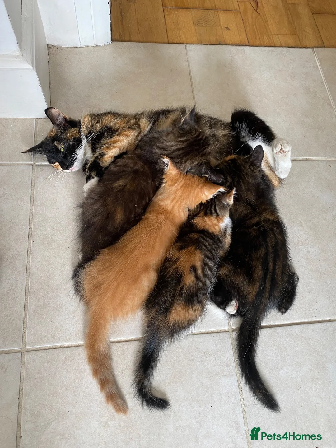 Mixed Breed cats for sale: Female kitten for sale in Norbury area in London - Advert 1