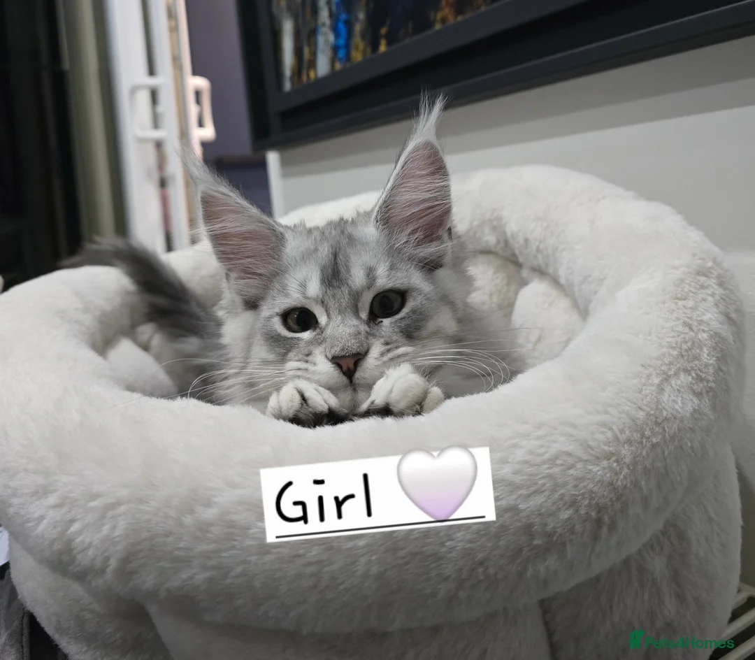 Maine Coon cats for sale: Pedigree TICA Maine Coon kittens READY  - Advert 27