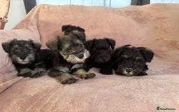 Miniature Schnauzer dogs for sale: Miniature  Schnauzer puppies for sale  - Image 29