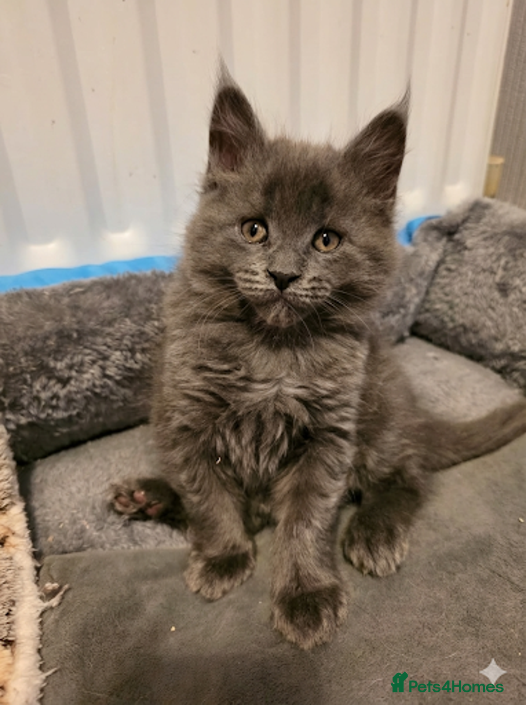 Maine Coon cats for sale: Beautiful Maine Coon Kittens 3 boys/ 2 girl  - Advert 16