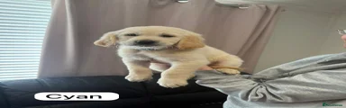 Golden Retriever Puppy 2
