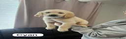 Golden Retriever dogs for sale: Golden retriever puppies ready to go - Advert 6