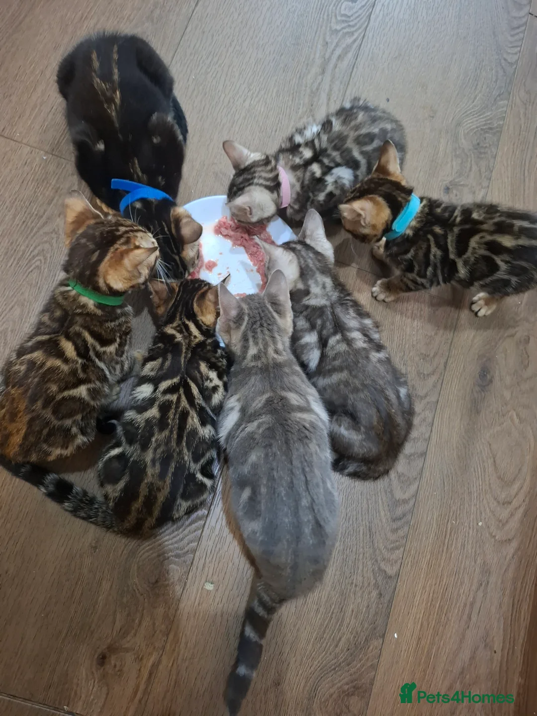 Bengal cats for sale: Stunning Blue pure bengal kittens - Advert 13