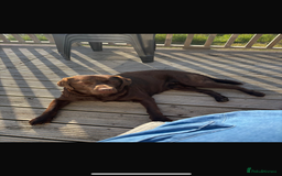 Labrador Retriever dogs for stud: KC Brown chocolate lab for stud  - Image 3