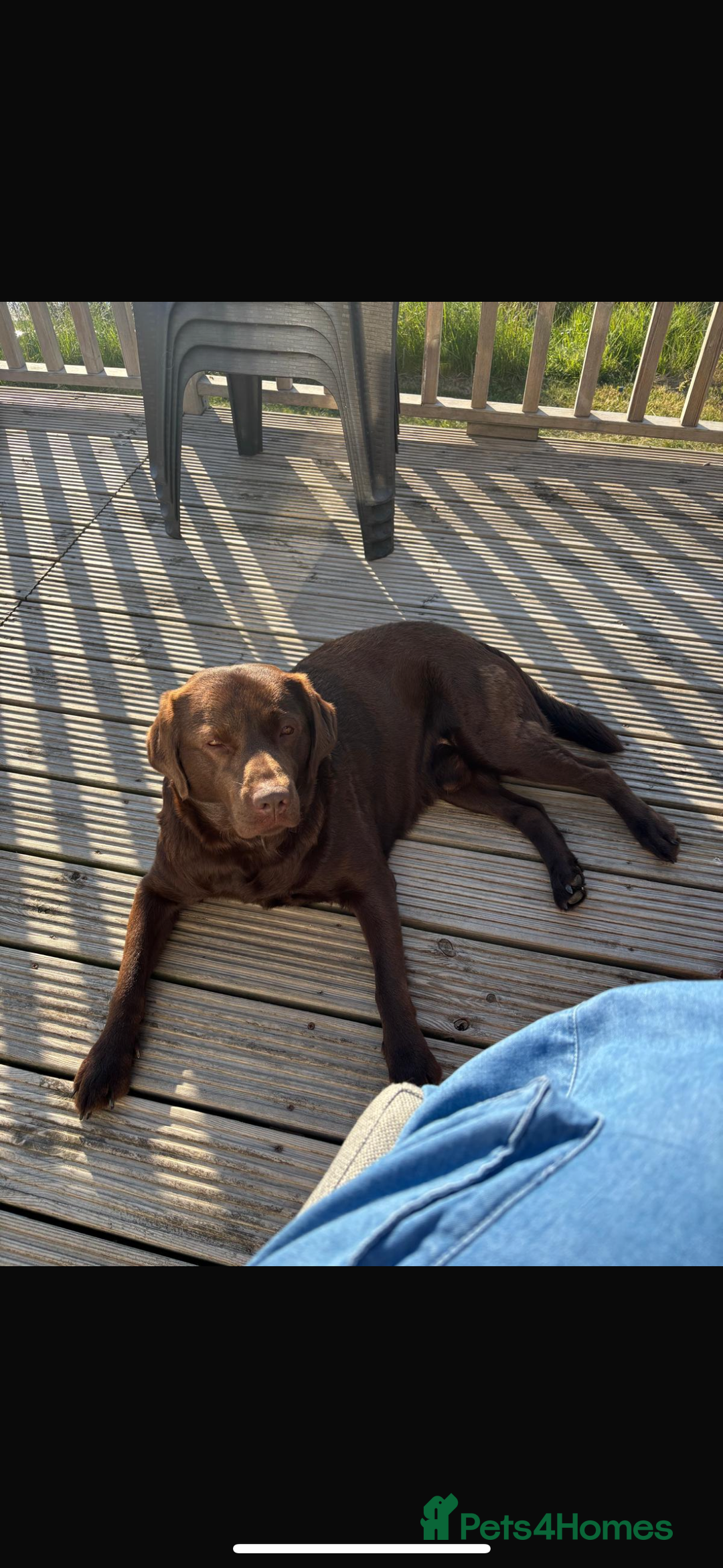 Labrador Retriever dogs for stud: KC Brown chocolate lab for stud  - Image 3