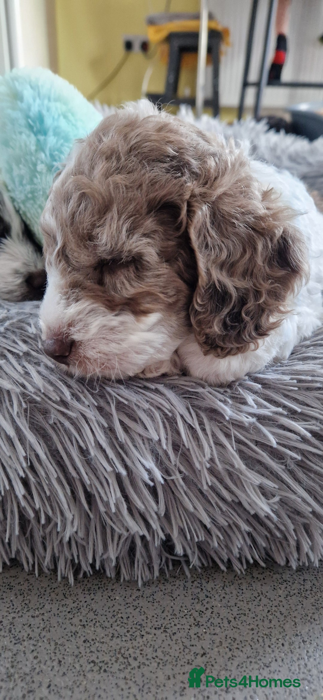 Cockapoo dogs for sale: Boy cockapoos  - Image 2
