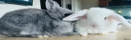 Netherland Dwarf rabbits for sale: *Quality* netherland dwarf bunnies  - Advert 8