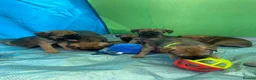 Border Terrier dogs for sale: ⭐️KC BORDER TERRIER PUPPIES, SLEM CLEAR - Advert 13