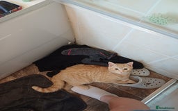 Mixed Breed cats for sale: Male ginger kitten 7 months old - Image 5