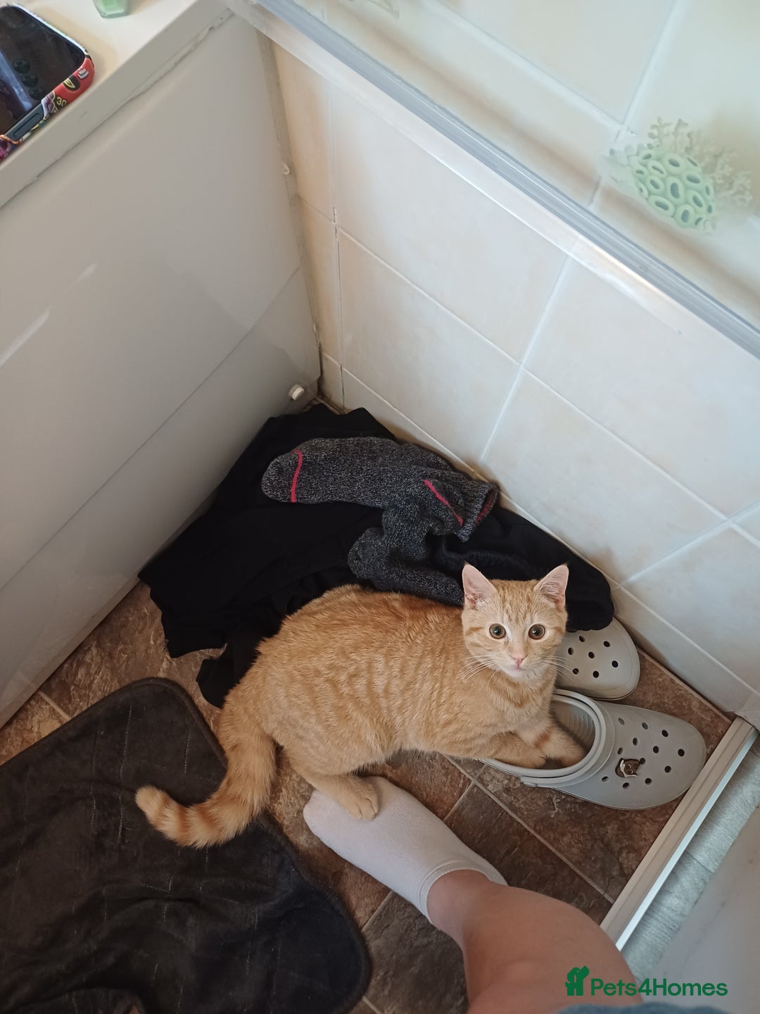 Mixed Breed cats for sale: Male ginger kitten 7 months old - Image 5