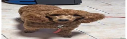 Miniature Poodle dogs for sale: Rehoming due to ill health in Caernarfon - Advert 5