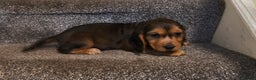 Cocker Spaniel dogs for sale: Show cocker spaniel puppies ready now  - Advert 3