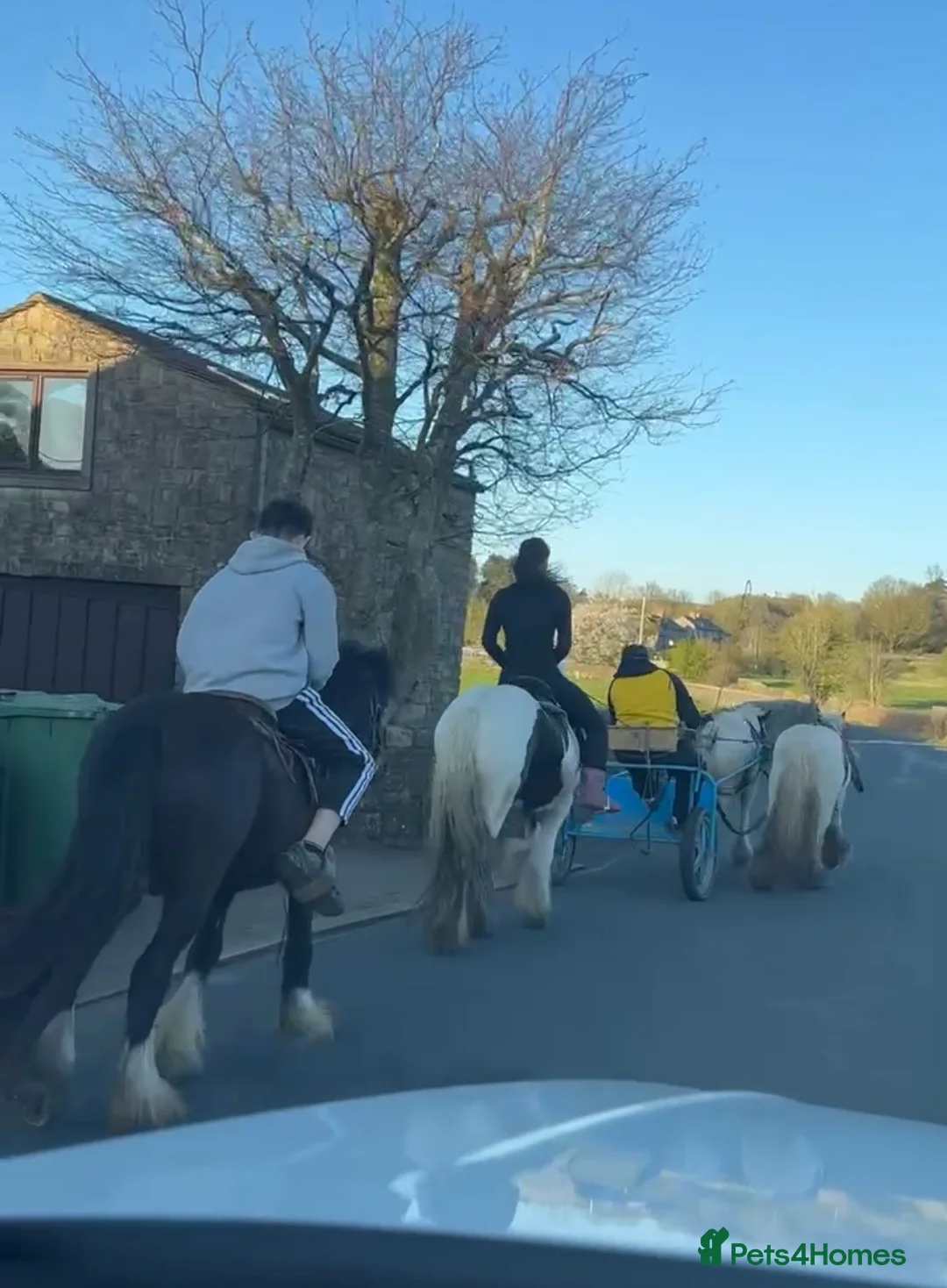 Irish Cob horses for sale: Two quality boys for sale, Baro and Bruno - Advert 2