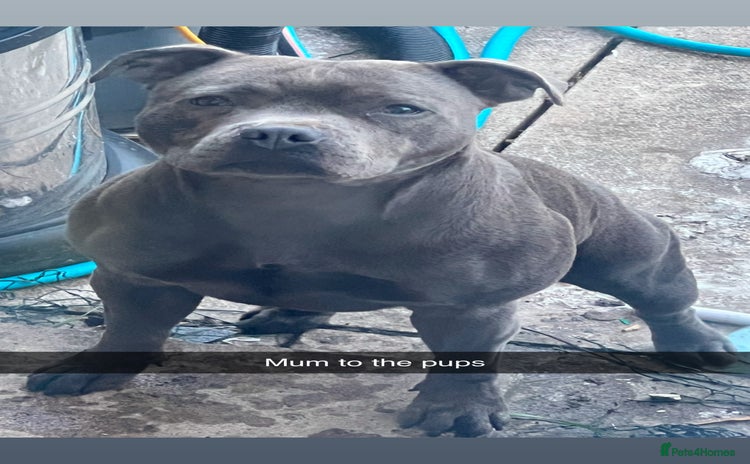 Staffordshire Bull Terrier dogs - Advert 3
