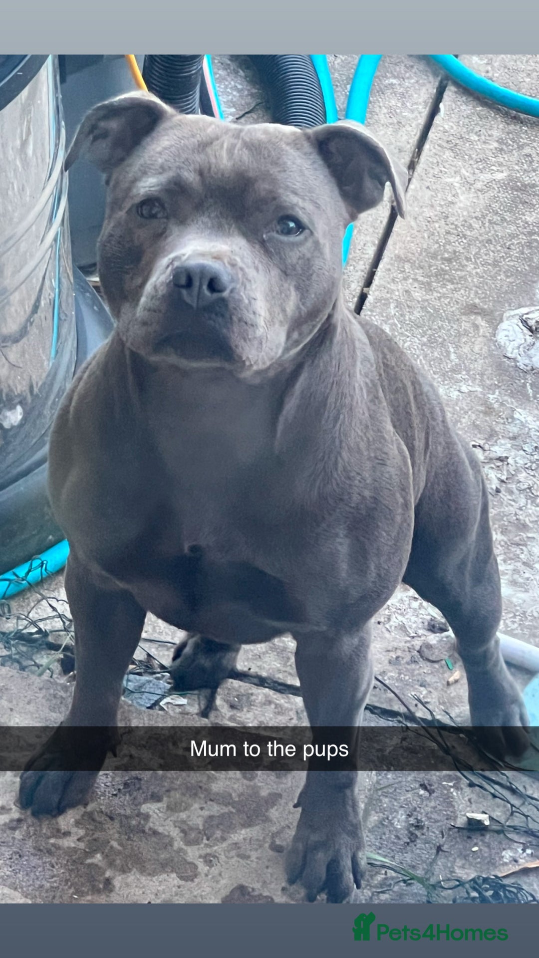 Staffordshire Bull Terrier dogs for sale: KC CHAMPION LINES STAFFORDSHIRE BULL TERRIER PUPS  - Image 1