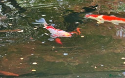 Koi Carp fish for sale: koi fish and various other fish - Image 19