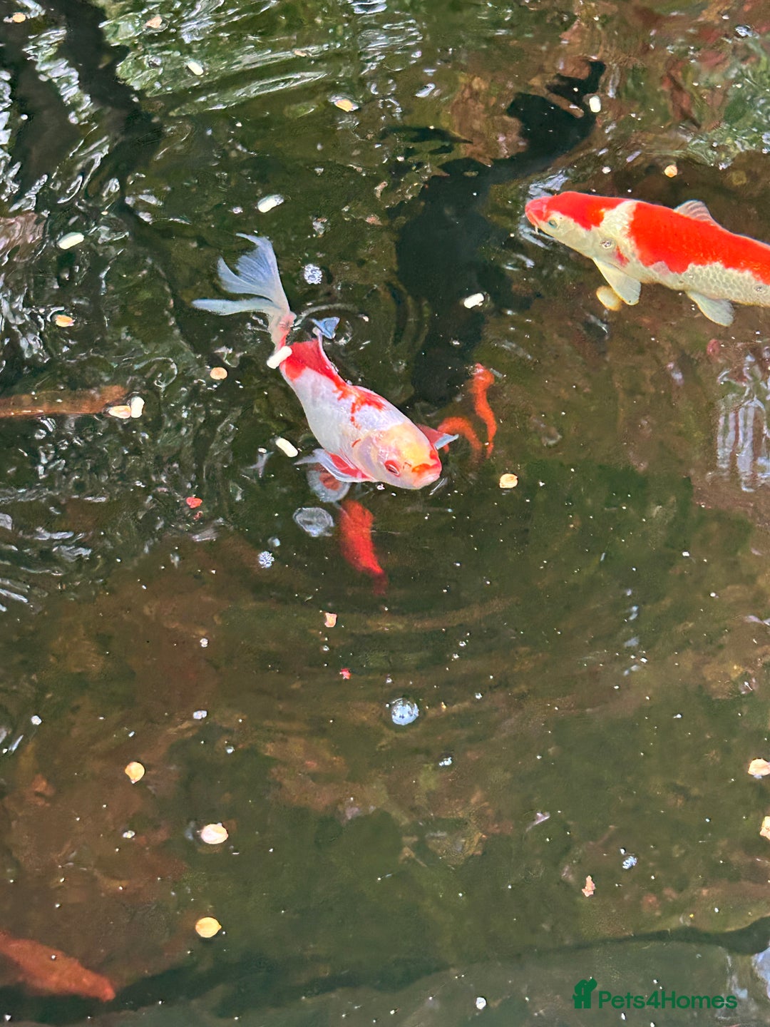 Koi Carp fish for sale: koi fish and various other fish - Image 19