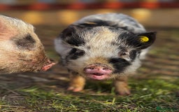 Pig livestock for sale: Kune Kune piglets  - Image 3