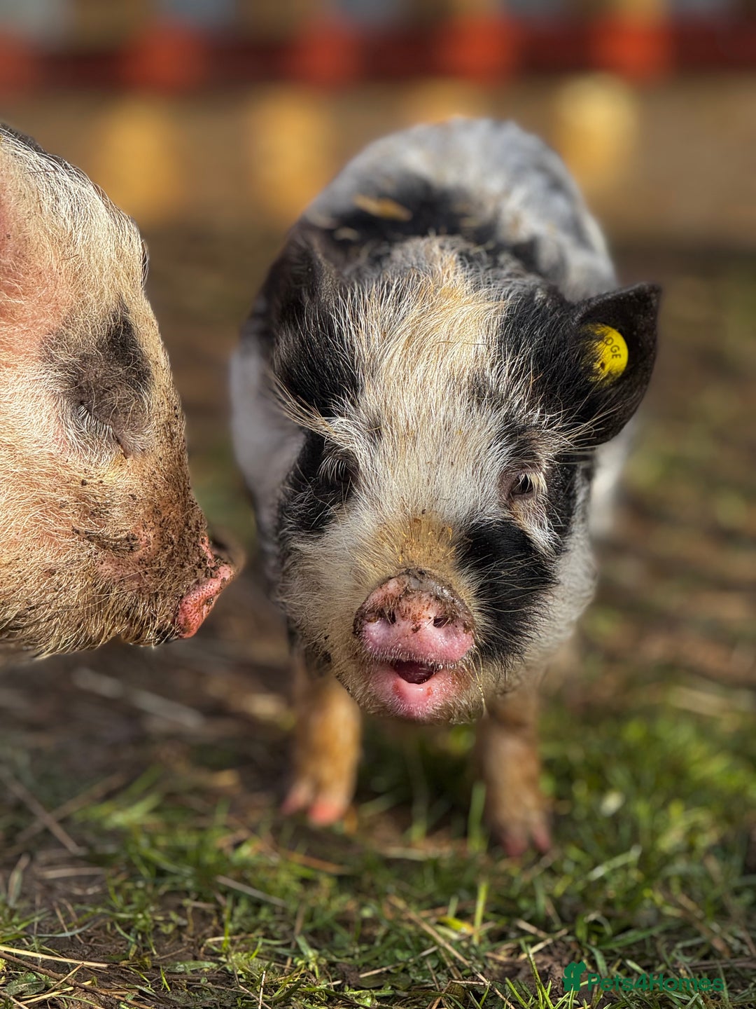 Pig livestock for sale: Kune Kune piglets  - Image 3