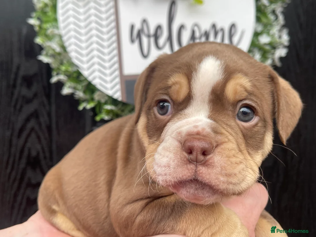 Olde English Bulldogge dogs for sale: Olde English Bulldogs - Advert 26