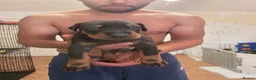 Dobermann dogs for sale: Pedigree Chunky Doberman Puppies - Advert 7