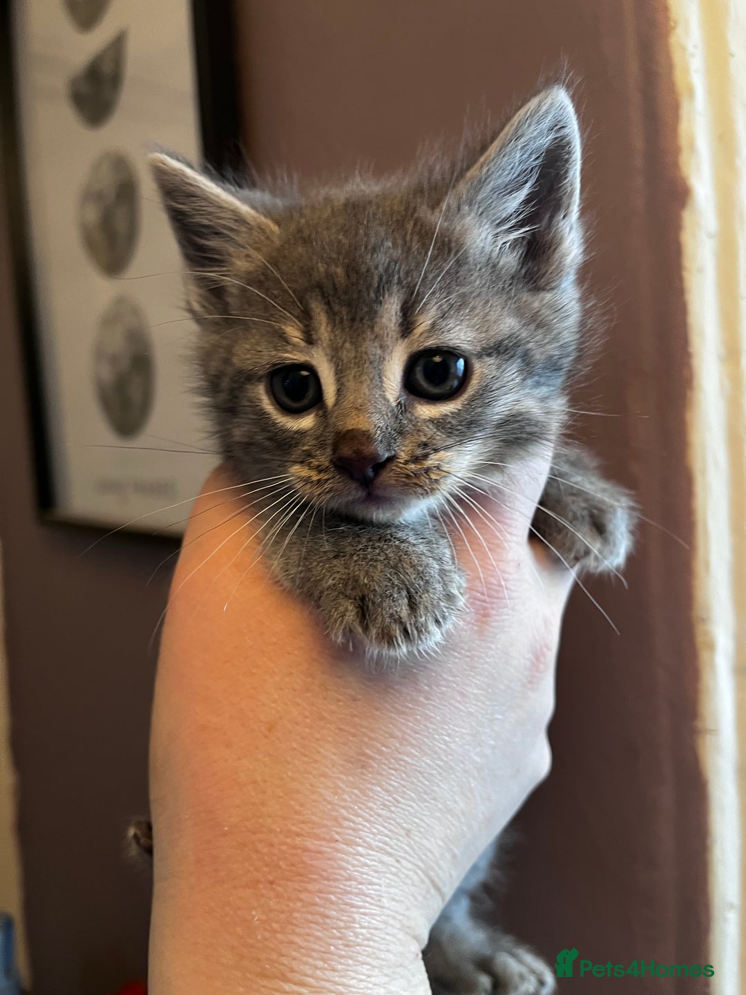 Mixed Breed cats for sale: Beautiful grey, tabby and black kittens  - Advert 6