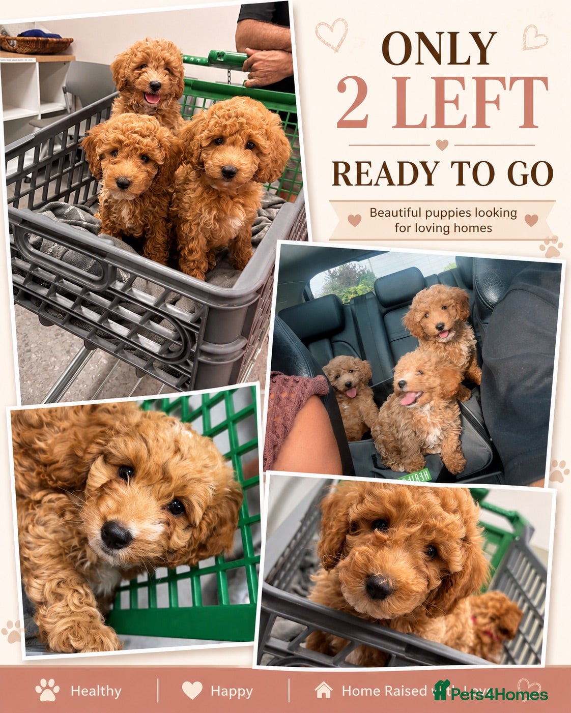 Cavapoochon dogs Miniature Cavapoochon Puppies for Sale - Advert 2