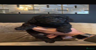 Cockapoo dogs - Advert 3