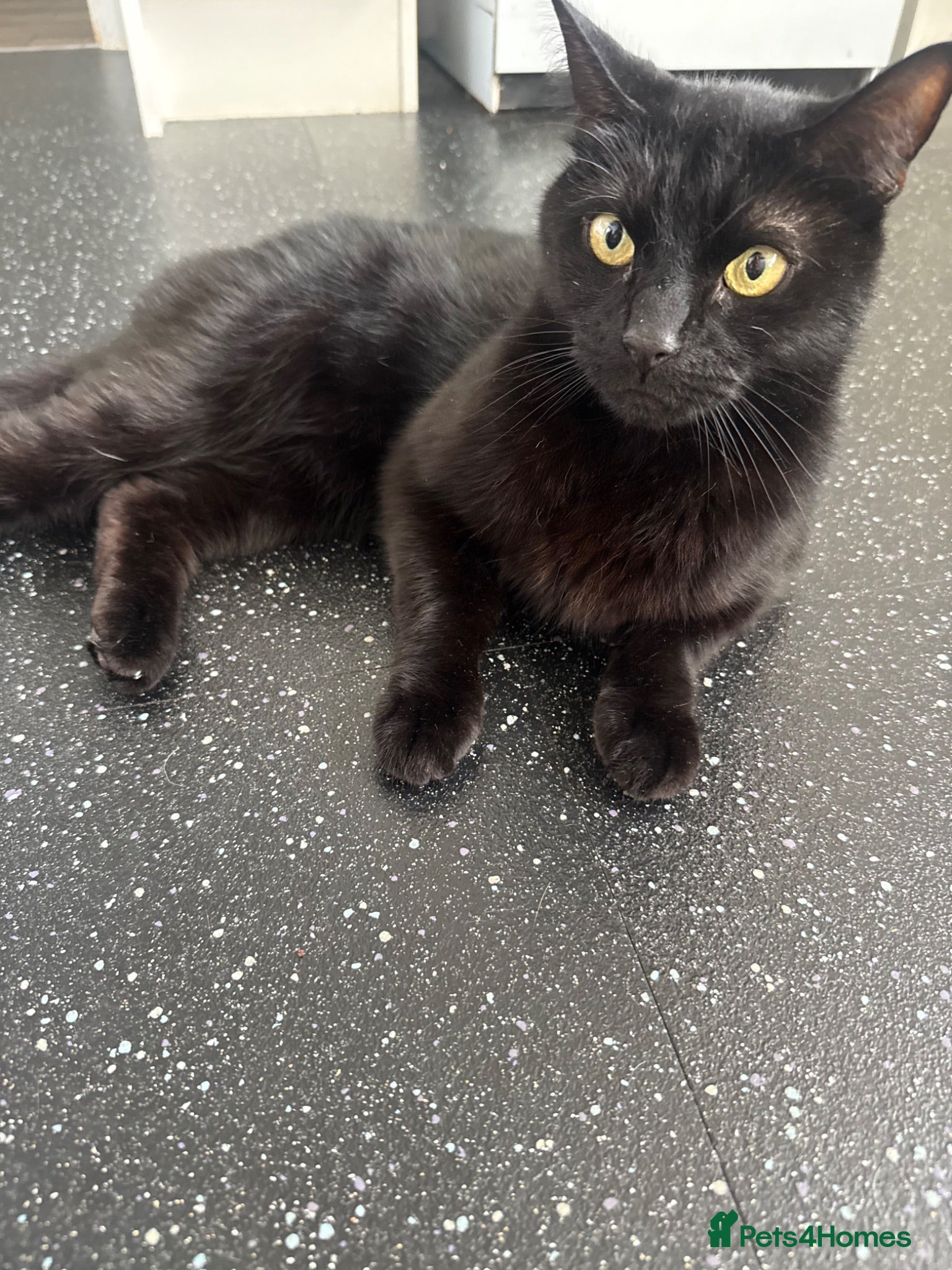 Bombay cats 5 year old male cat  - Advert 5