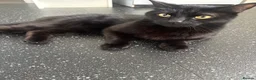 Bombay cats for sale: 5 year old male cat  in Shaftesbury - Advert 1